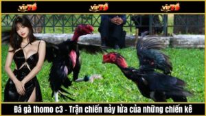 Đá gà thomo c3 - Trận chiến nảy lửa của những chiến kê hàng đầu