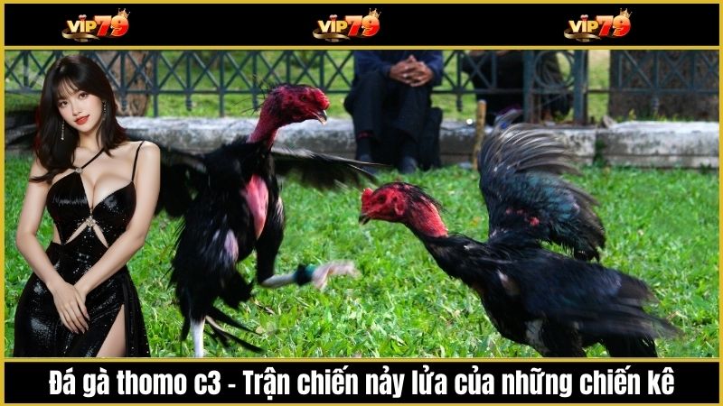 Đá gà thomo c3 - Trận chiến nảy lửa của những chiến kê hàng đầu