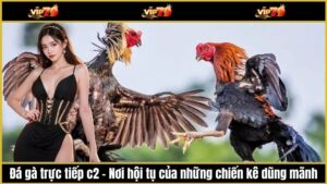 Đá gà trực tiếp c2