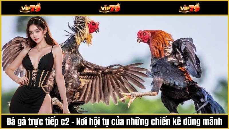 Đá gà trực tiếp c2