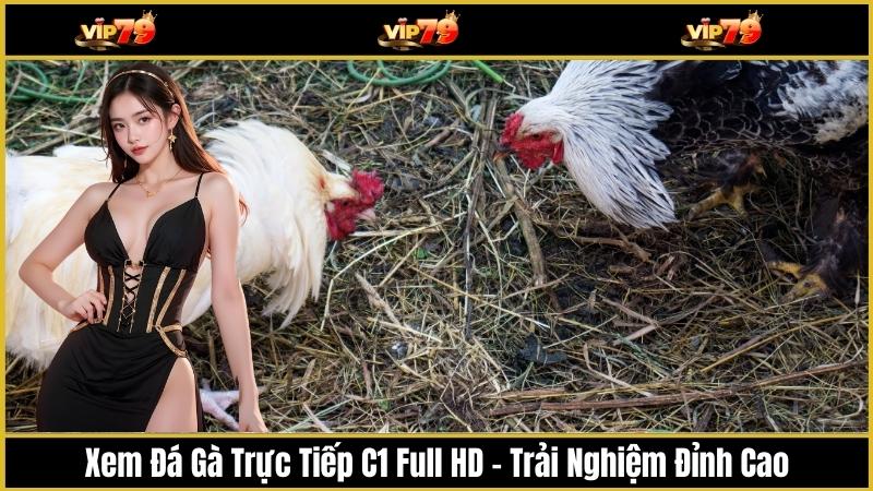 Xem Đá Gà Trực Tiếp C1 Full HD – Trải Nghiệm Đỉnh Cao