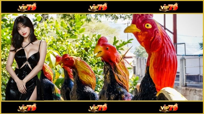 Xem thi đấu với chất lượng tuyệt vời
