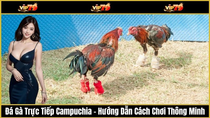 Đá Gà Trực Tiếp Campuchia – Hướng Dẫn Cách Chơi Thông Minh