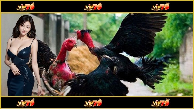 Các thể loại đá gà trực tuyến được ưa chuộng 
