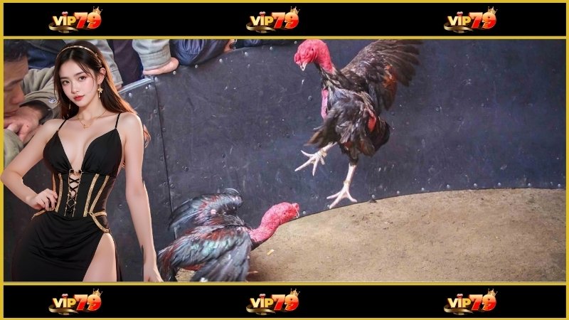 Nhiều lựa chọn về kèo cược và hình thức đá gà khi xem đá gà trực tiếp