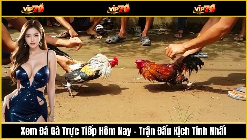 Xem Đá Gà Trực Tiếp Hôm Nay – Trận Đấu Kịch Tính Nhất